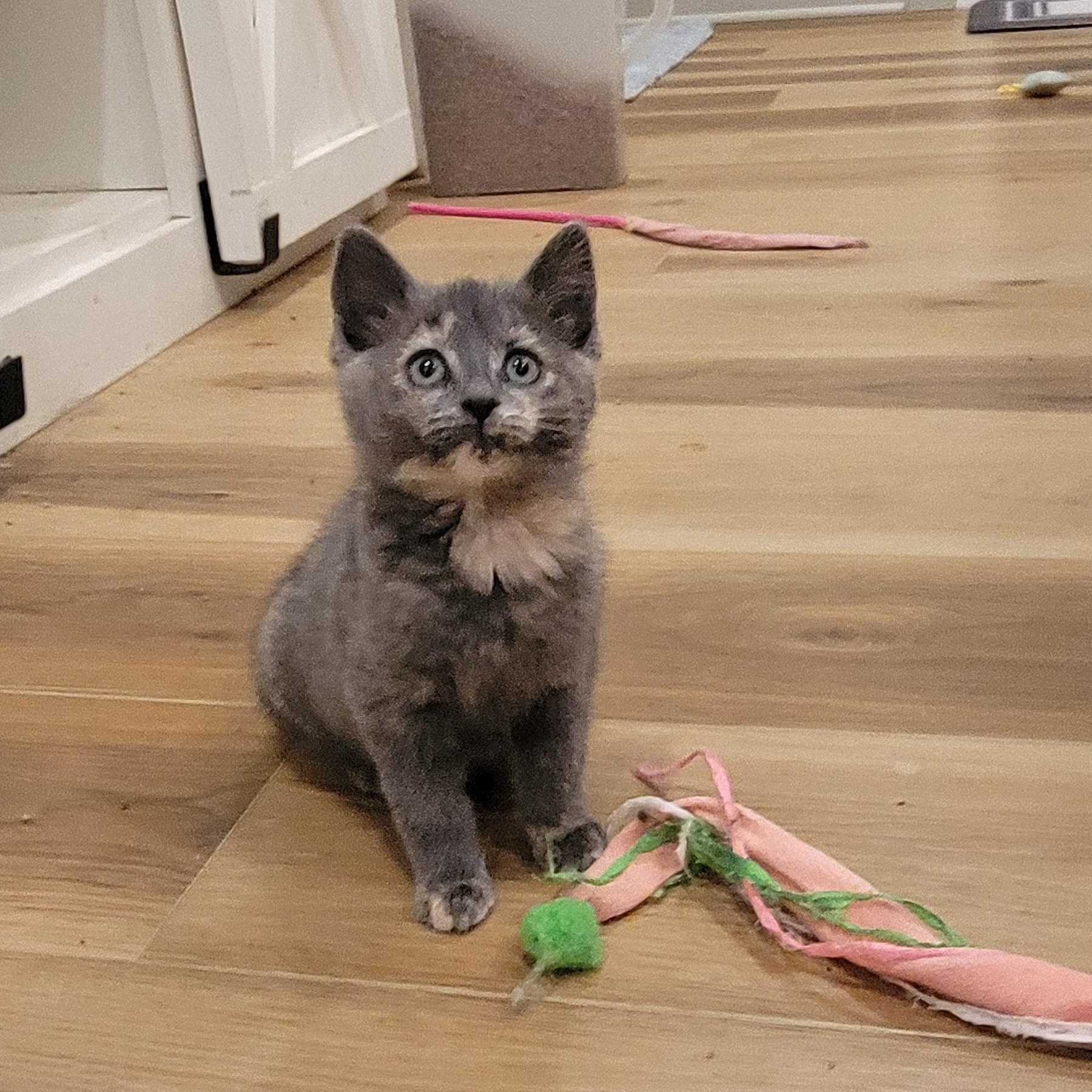 Mollie, a Adoptable Dilute Tortoiseshell in Wyandotte, MI image 4/6