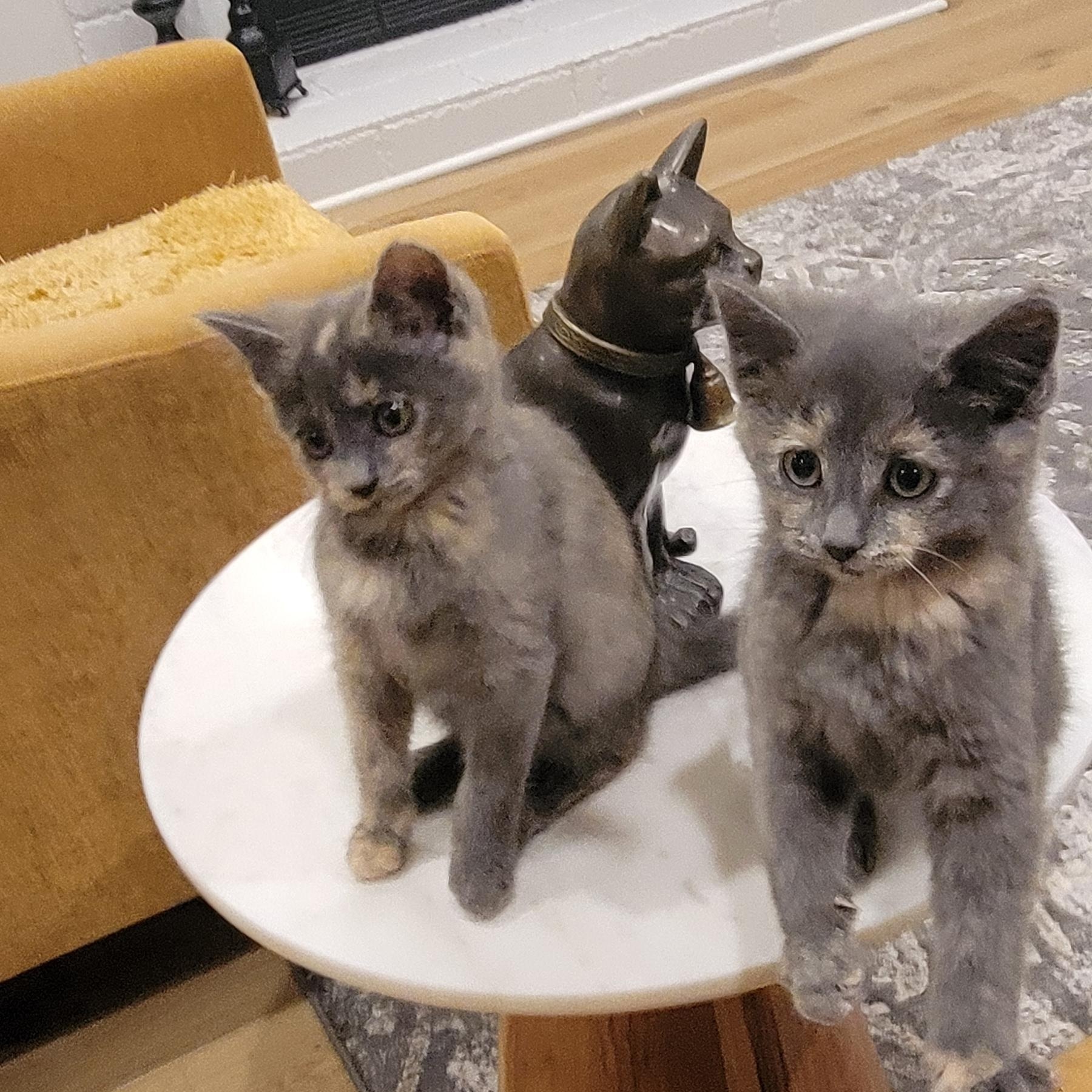 Mollie, a Adoptable Dilute Tortoiseshell in Wyandotte, MI image 3/6