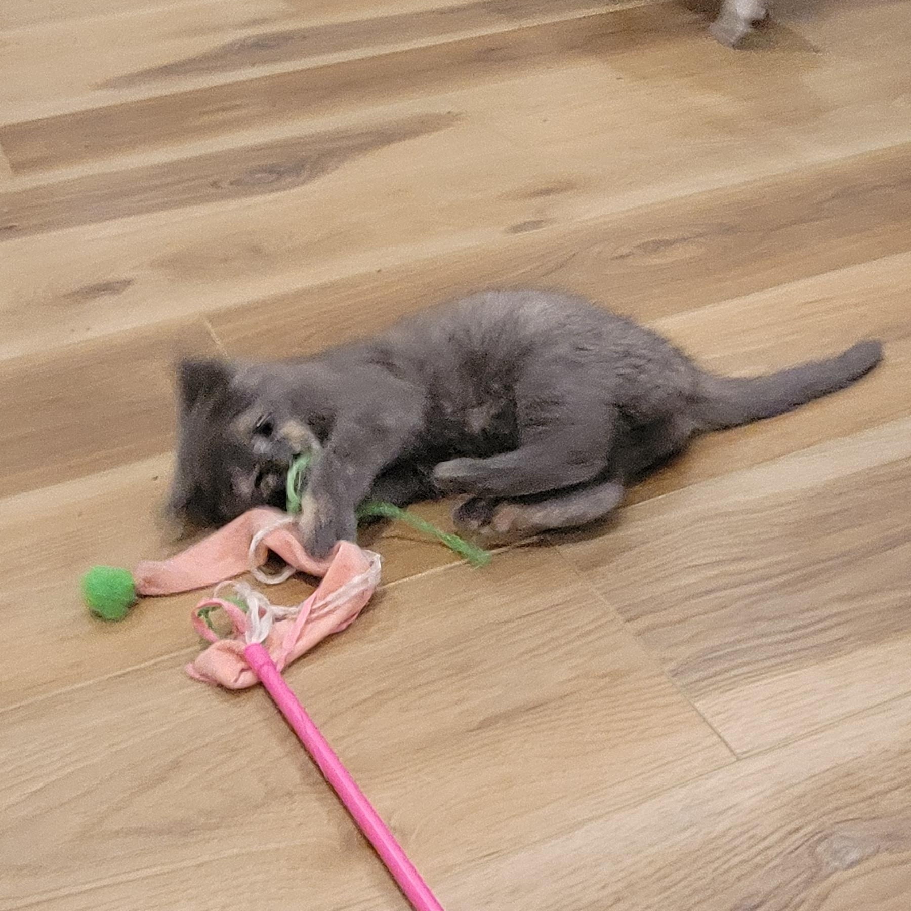 Mollie, a Adoptable Dilute Tortoiseshell in Wyandotte, MI image 6/6