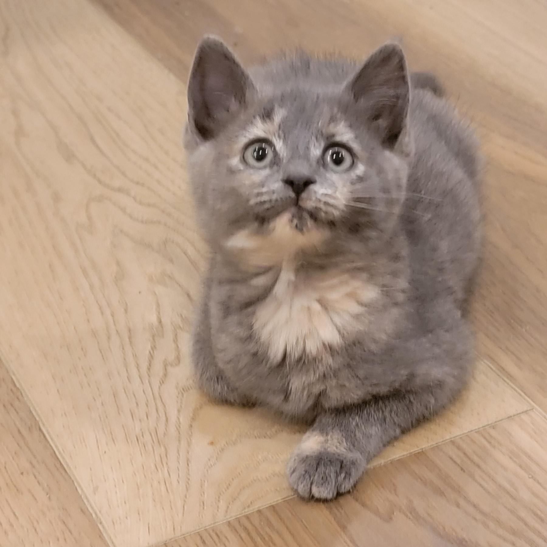 Mollie, a Adoptable Dilute Tortoiseshell in Wyandotte, MI image 5/6