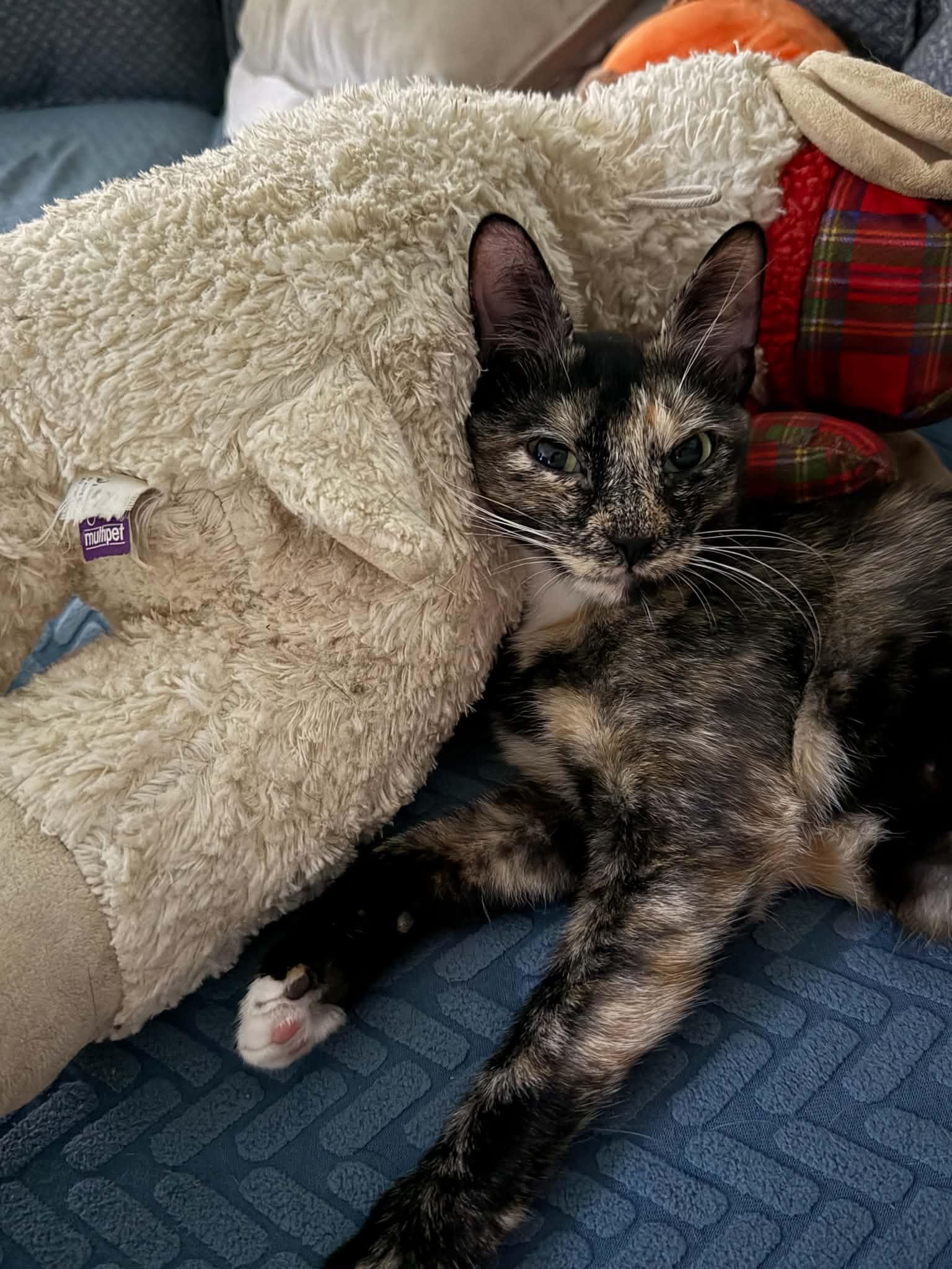 Enlarge Ruby, a Adoptable Domestic Short Hair in Westfield, MA image 1/1
