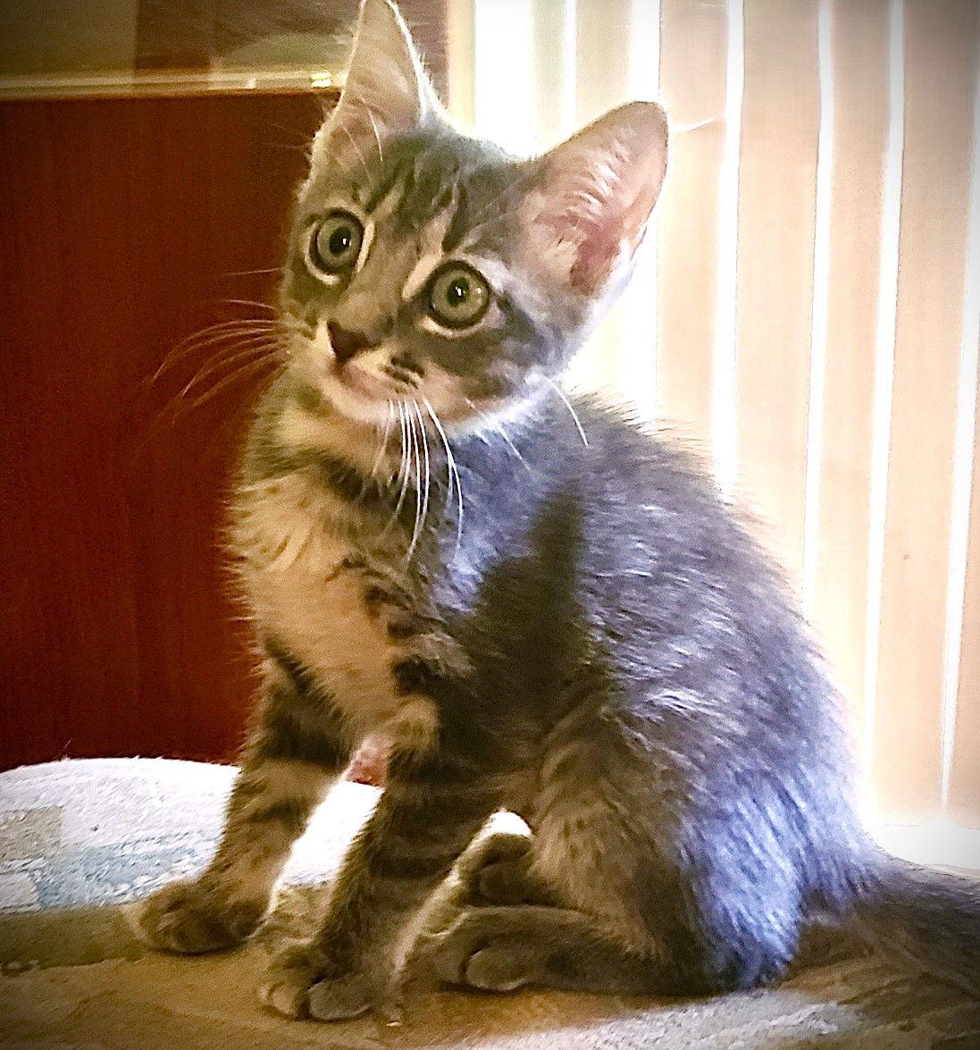 Nashville, Adoptable, Kitten Male Tabby.