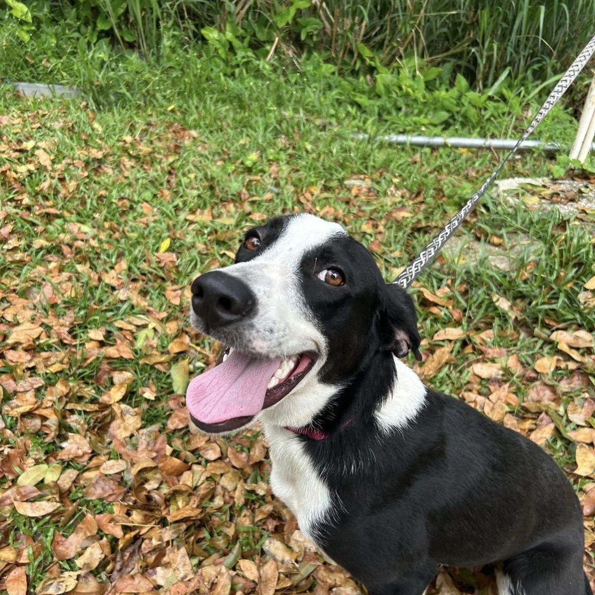 Kalani, a Adoptable mixed breed in New York, NY image 1/4