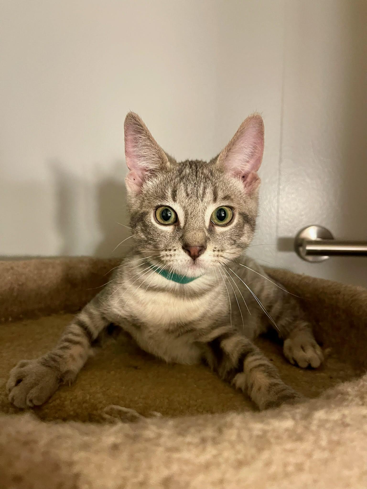 Enlarge Panama, an adopted Domestic Short Hair in Martinsville, IN image 1/1