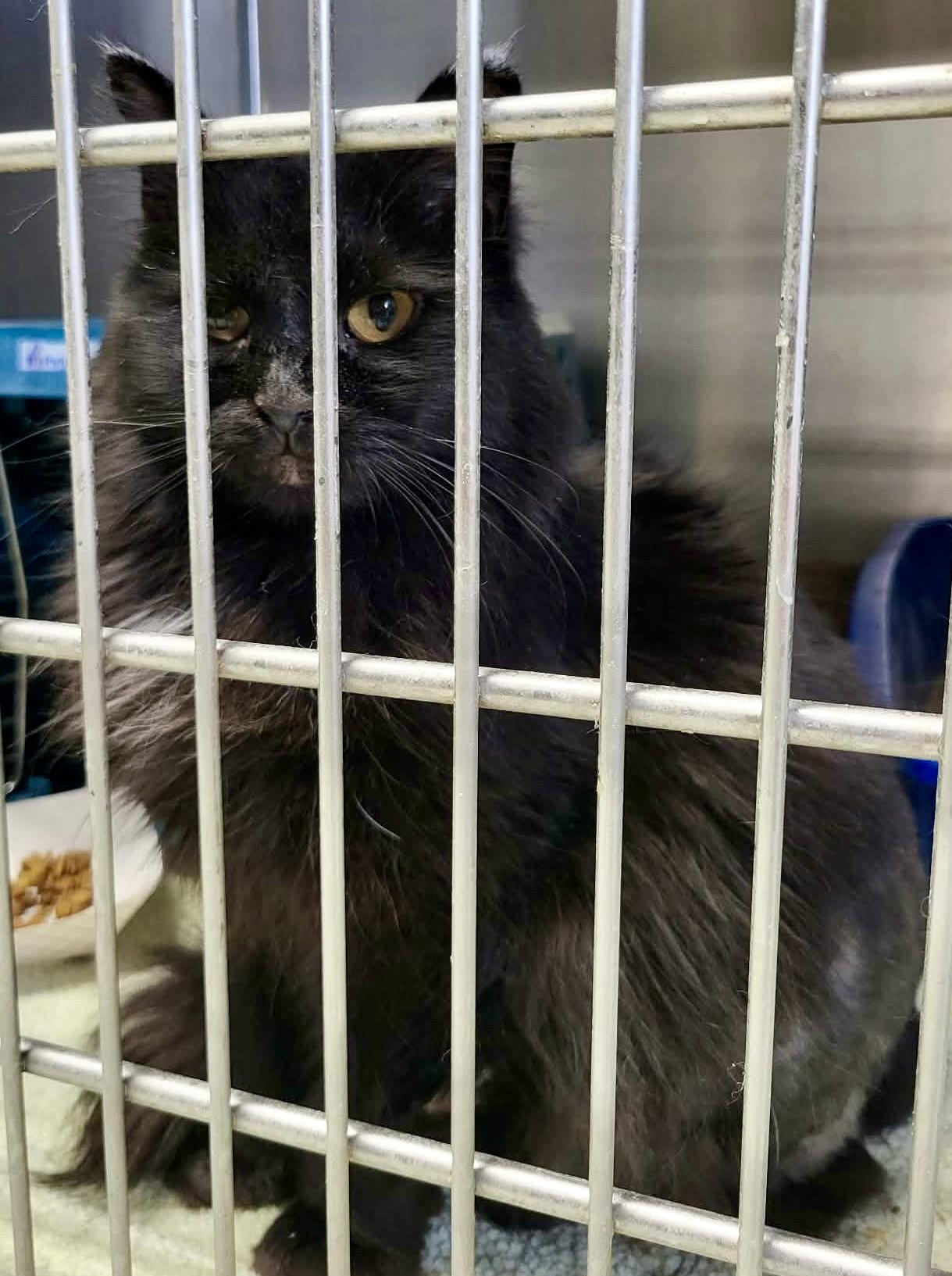 Enlarge Zee, a Adoptable Domestic Medium Hair in Detroit Lakes, MN image 1/3
