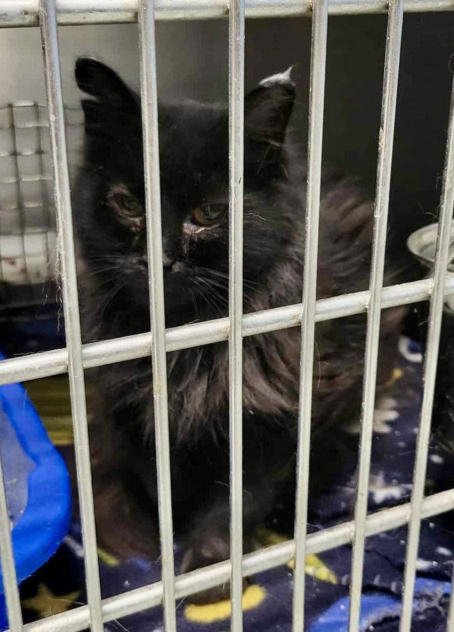 Enlarge Zee, a Adoptable Domestic Medium Hair in Detroit Lakes, MN image 1/3