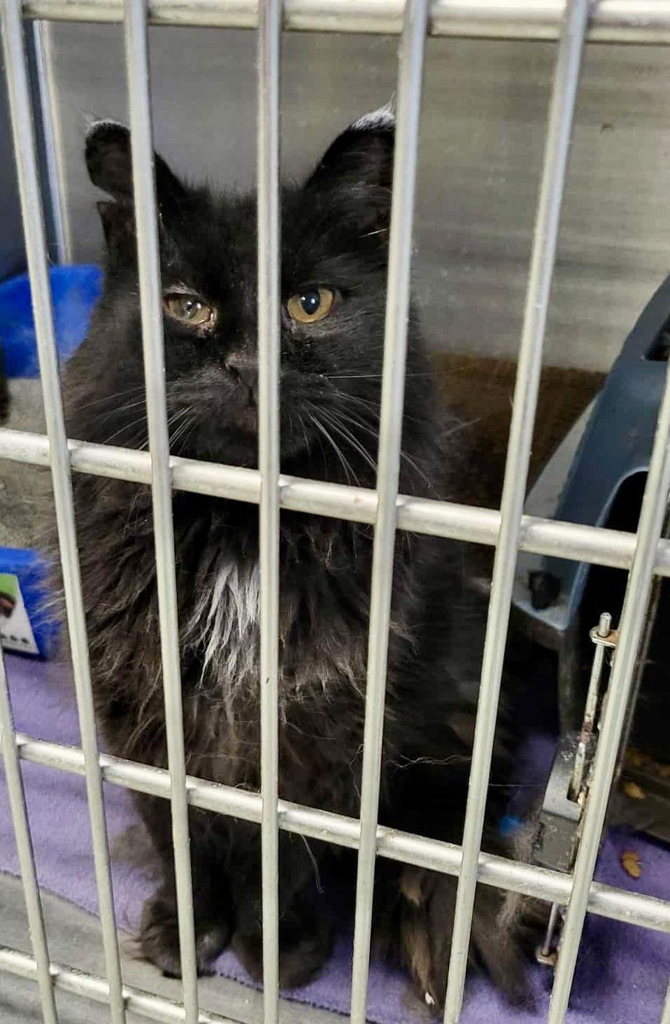 Enlarge Zee, a Adoptable Domestic Medium Hair in Detroit Lakes, MN image 2/3