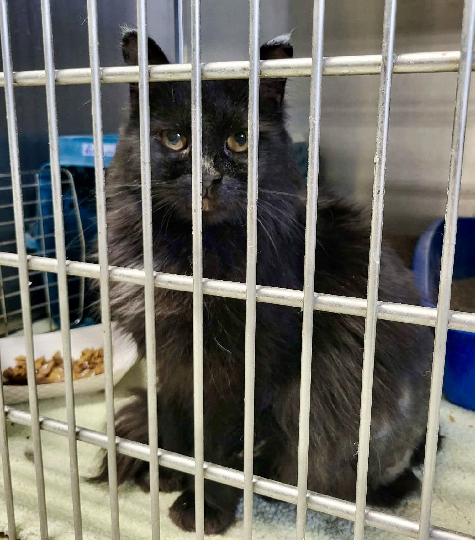 Enlarge Zee, a Adoptable Domestic Medium Hair in Detroit Lakes, MN image 3/3