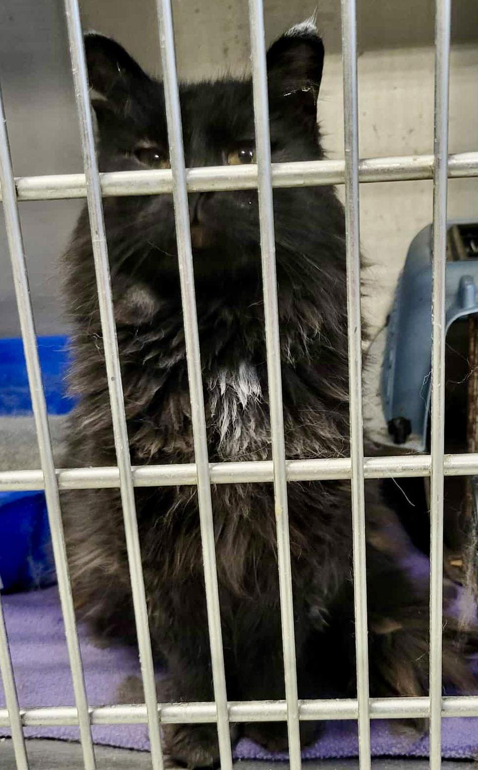 Enlarge Zee, a Adoptable Domestic Medium Hair in Detroit Lakes, MN image 3/3