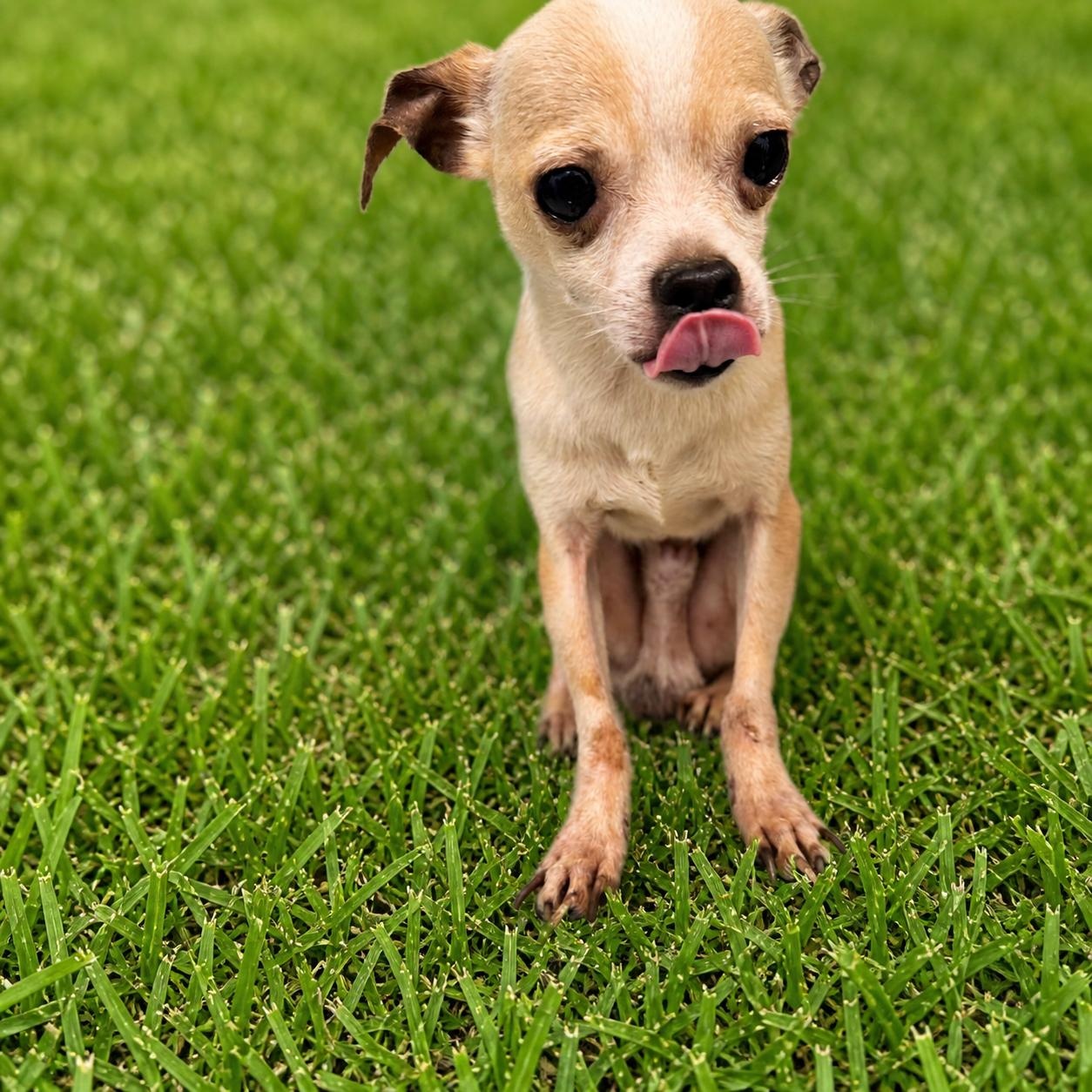 Macho, adopted, Adult Male Chihuahua.