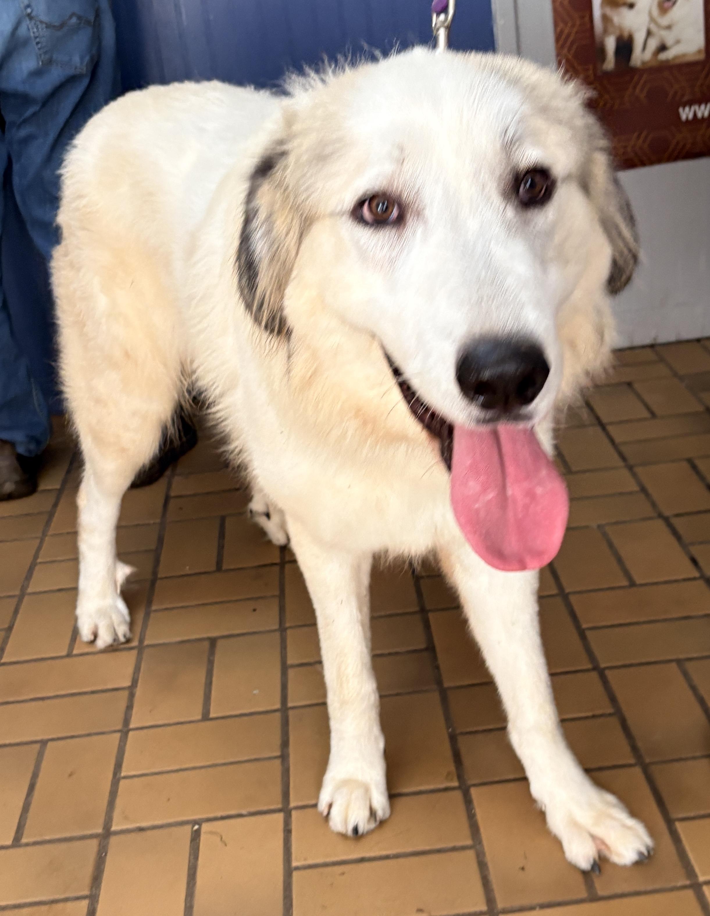 Enlarge Harvey - Young - Foster Needed, a Adoptable Great Pyrenees in Indianapolis, IN image 3/3