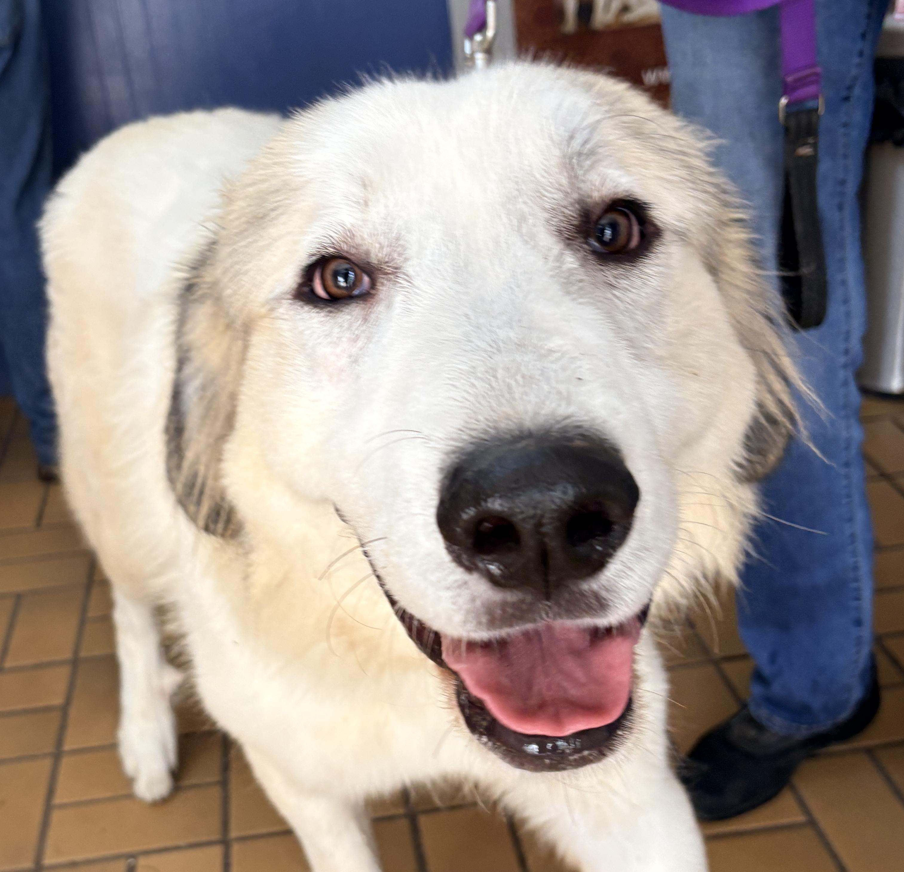 Harvey - Young - Foster Needed, Adoptable, Young Male Great Pyrenees.