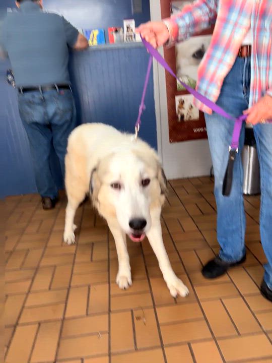 Enlarge Harvey - Young - Foster Needed, a Adoptable Great Pyrenees in Indianapolis, IN video 1/3