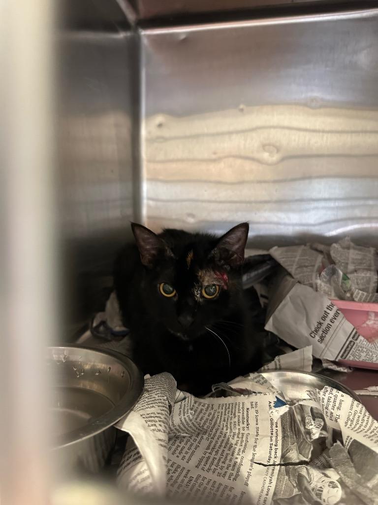 Carli, Adoptable, Young Female Domestic Short Hair.