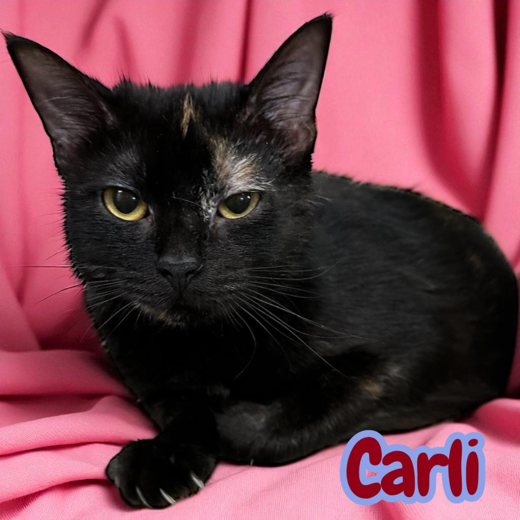 Carli, a Adoptable Domestic Short Hair in Sorrento, LA image 2/2
