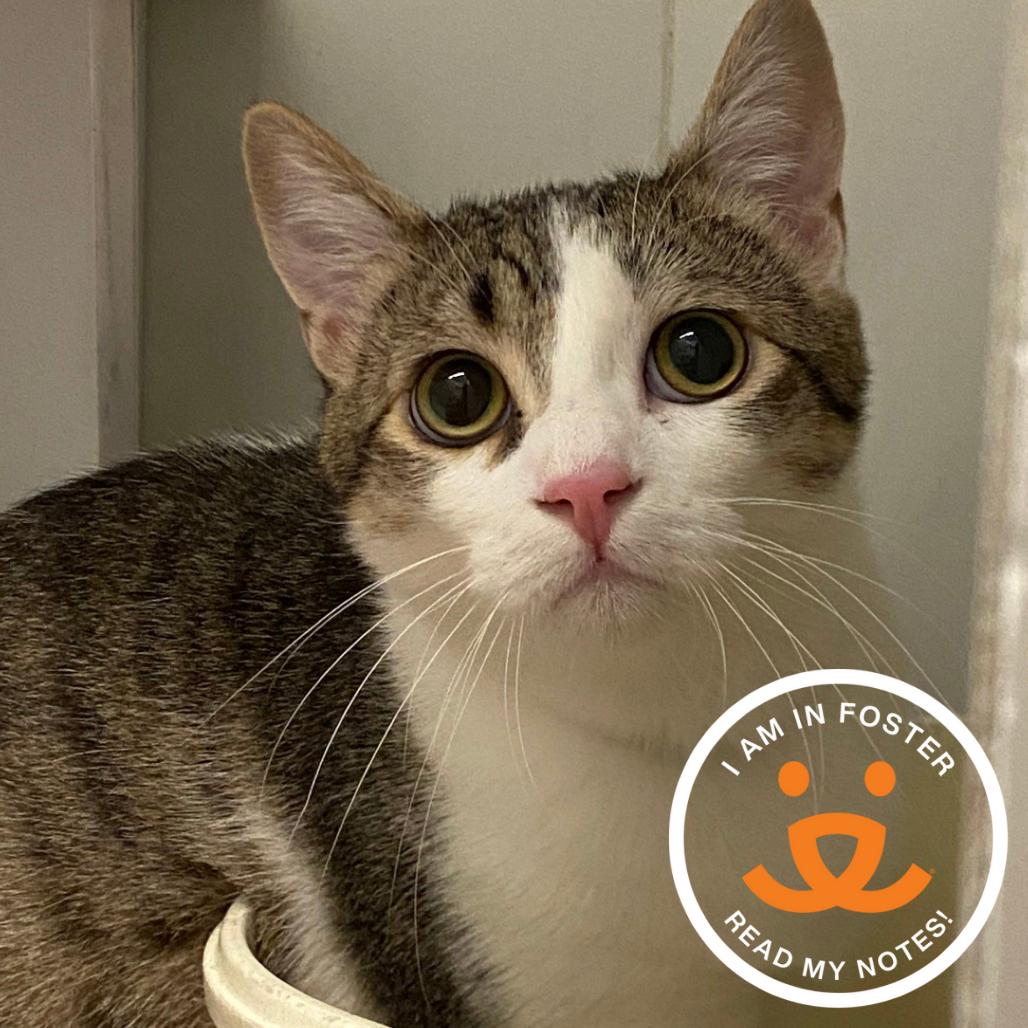 Quince, Adoptable, Young Male Domestic Short Hair.