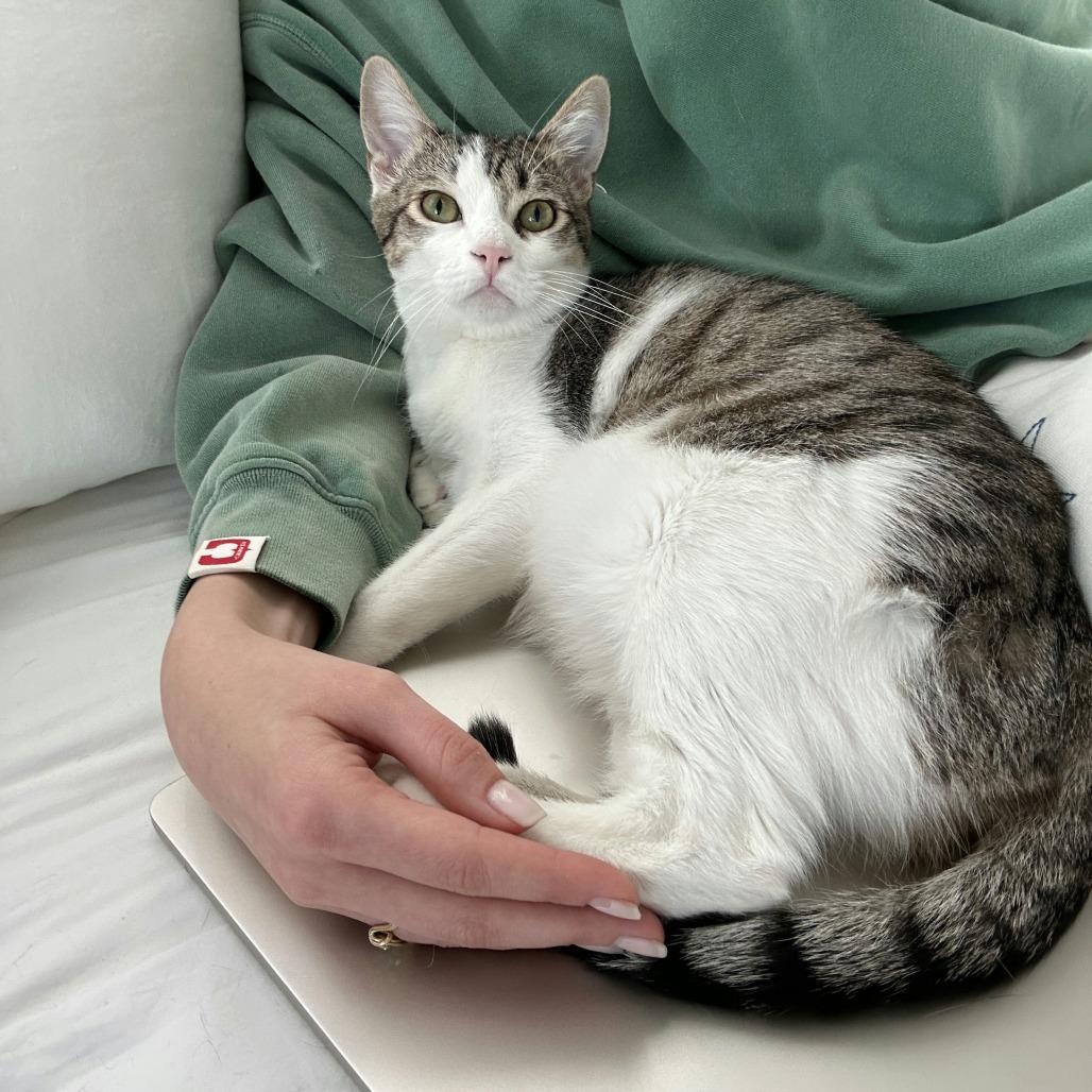 Enlarge Quince, a Adoptable Domestic Short Hair in Los Angeles, CA image 2/4