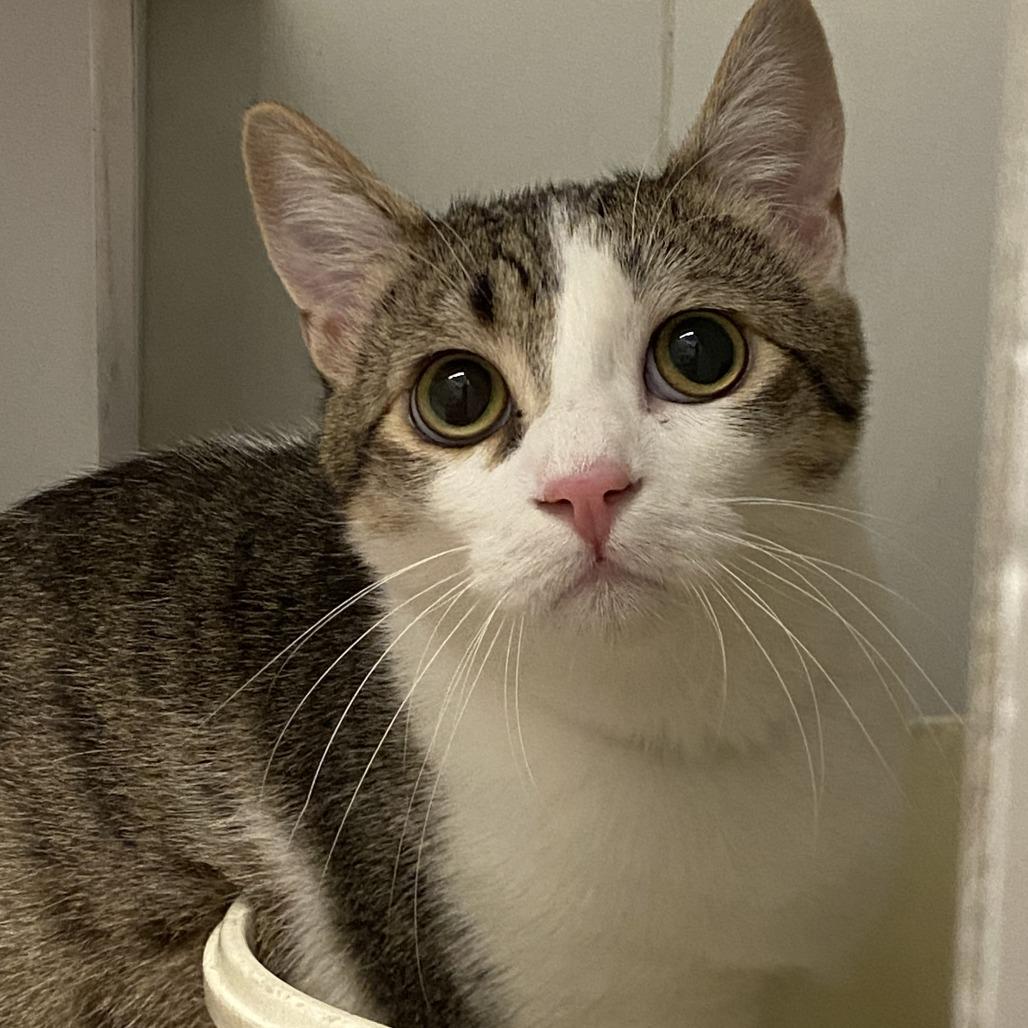 Enlarge Quince, a Adoptable Domestic Short Hair in Los Angeles, CA image 3/4