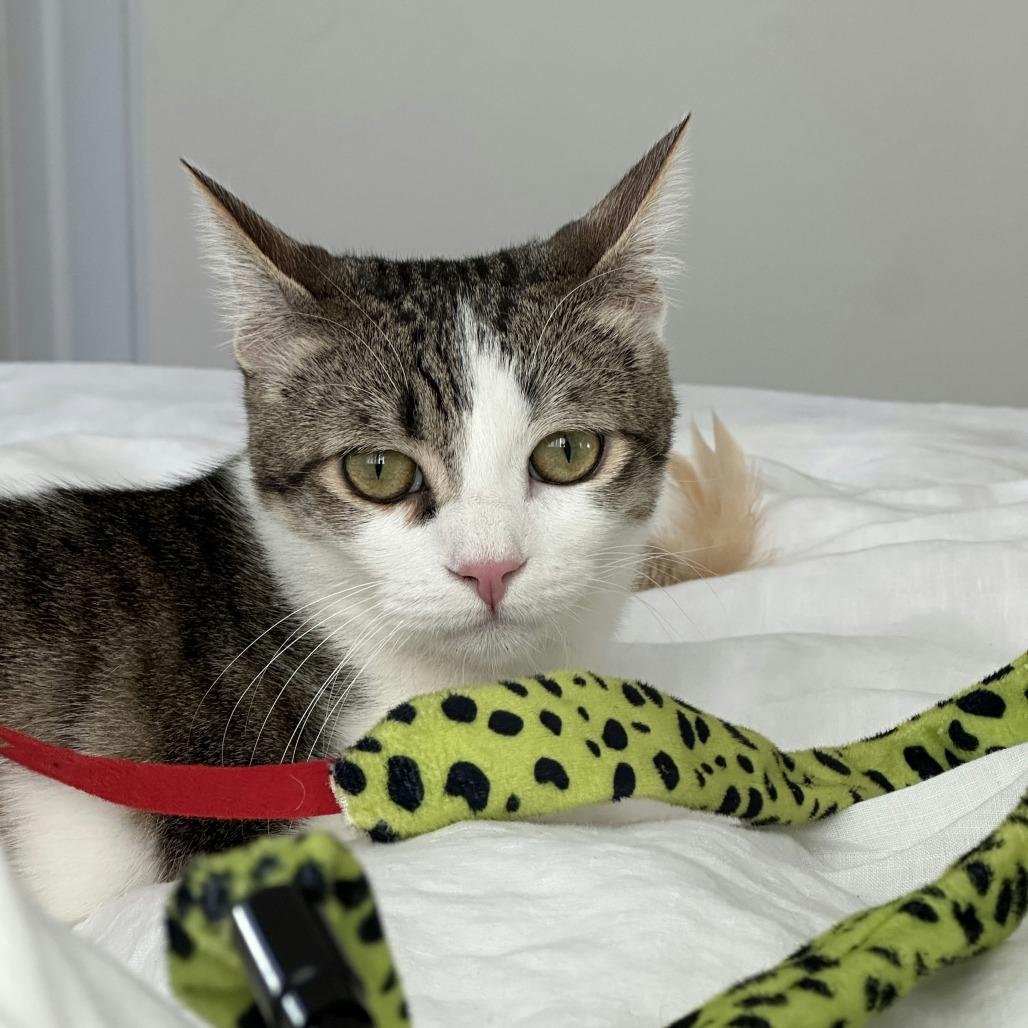 Enlarge Quince, a Adoptable Domestic Short Hair in Los Angeles, CA image 4/4