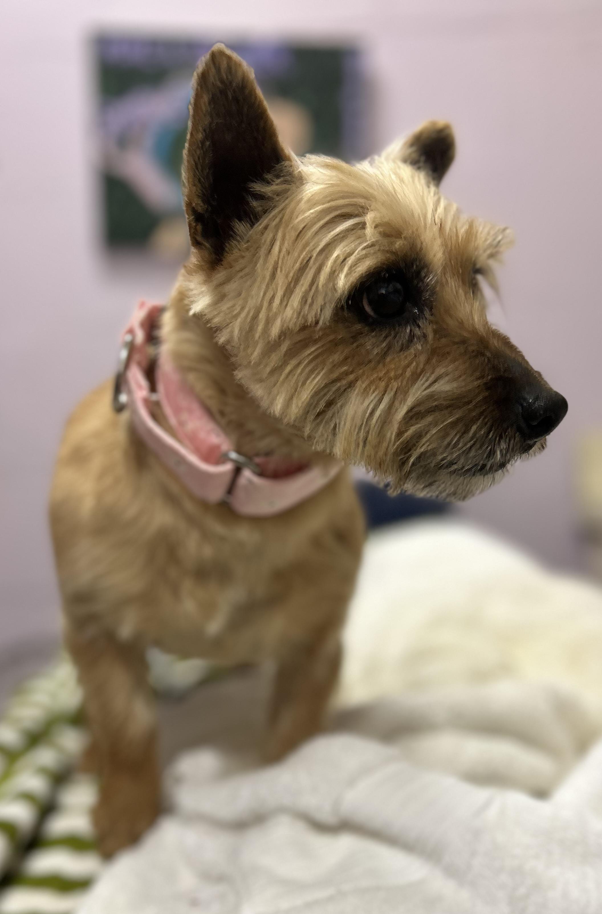 Enlarge Bambi-PUPPYMILL RESCUE, a ADOPTABLE Cairn Terrier in Oak Ridge, NJ image 4/4