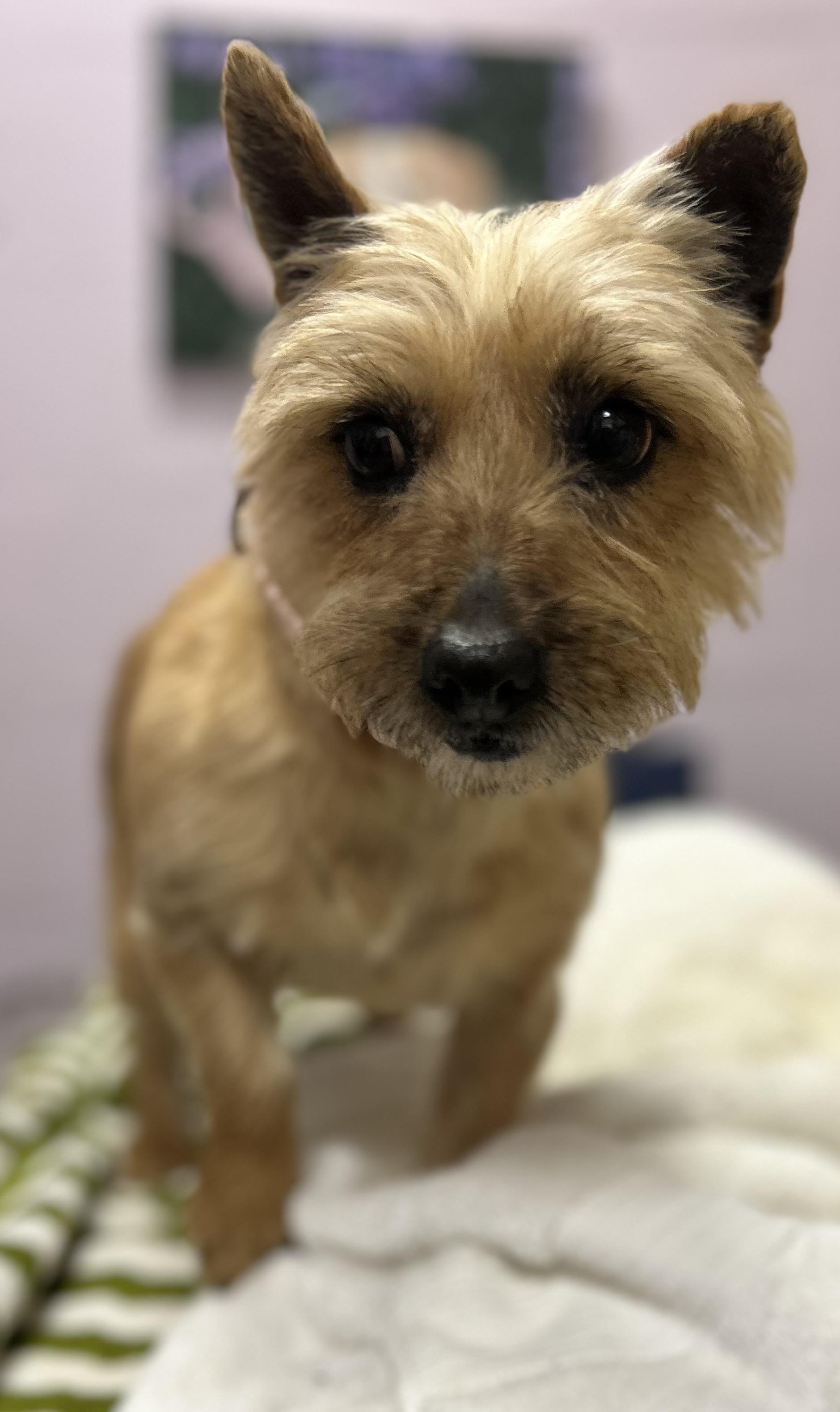 Bambi-PUPPYMILL RESCUE, ADOPTABLE, Senior Female Cairn Terrier.