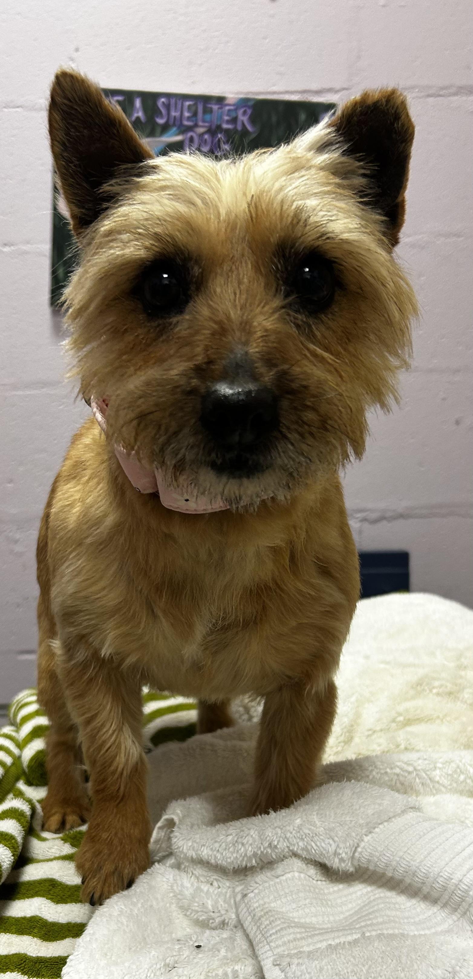 Enlarge Bambi-PUPPYMILL RESCUE, a ADOPTABLE Cairn Terrier in Oak Ridge, NJ image 3/4