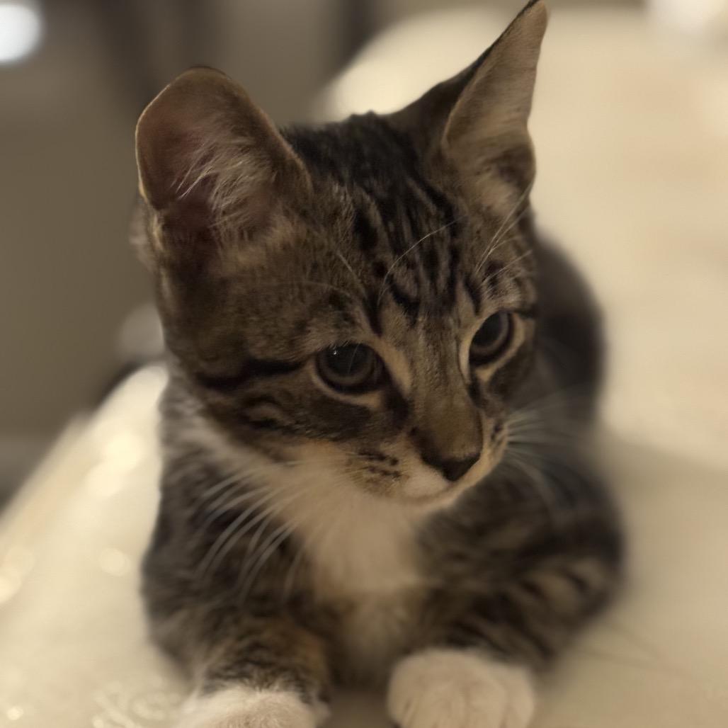 Lil Socks, Adoptable, Kitten Female American Shorthair.