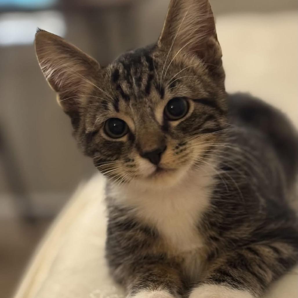 Enlarge Lil Socks, a Adoptable American Shorthair in Bessemer, AL image 2/3