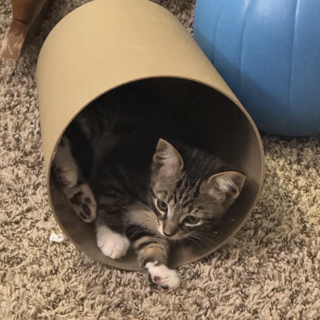 Enlarge Lil Socks, a Adoptable American Shorthair in Bessemer, AL image 3/3