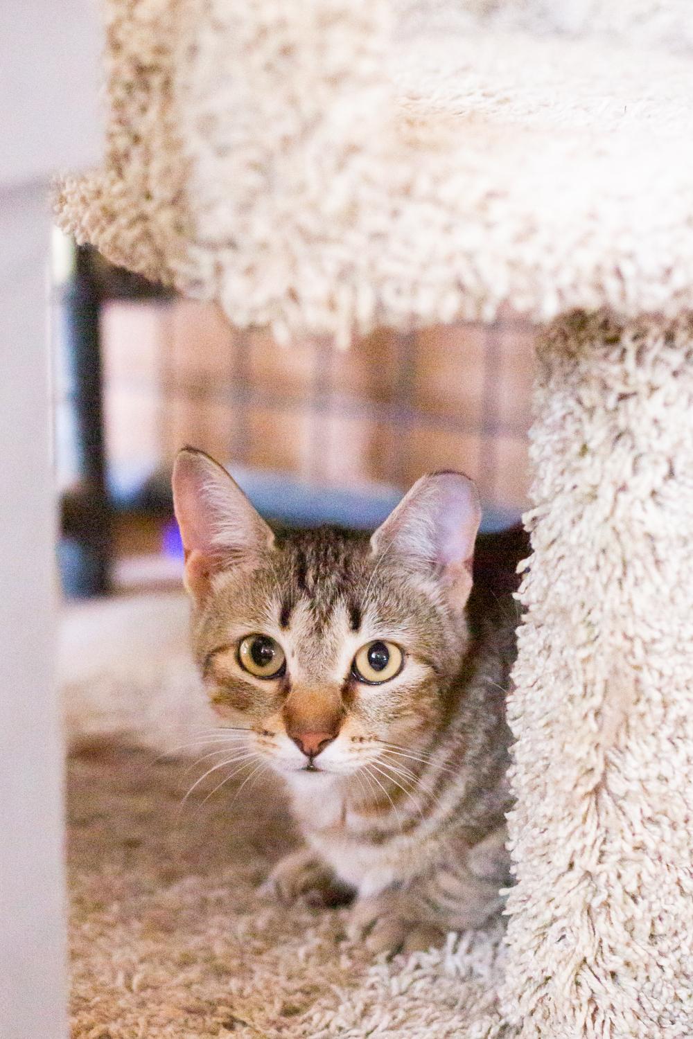 Socrates (with Friday), a Adoptable Domestic Short Hair in Marana, AZ image 2/2