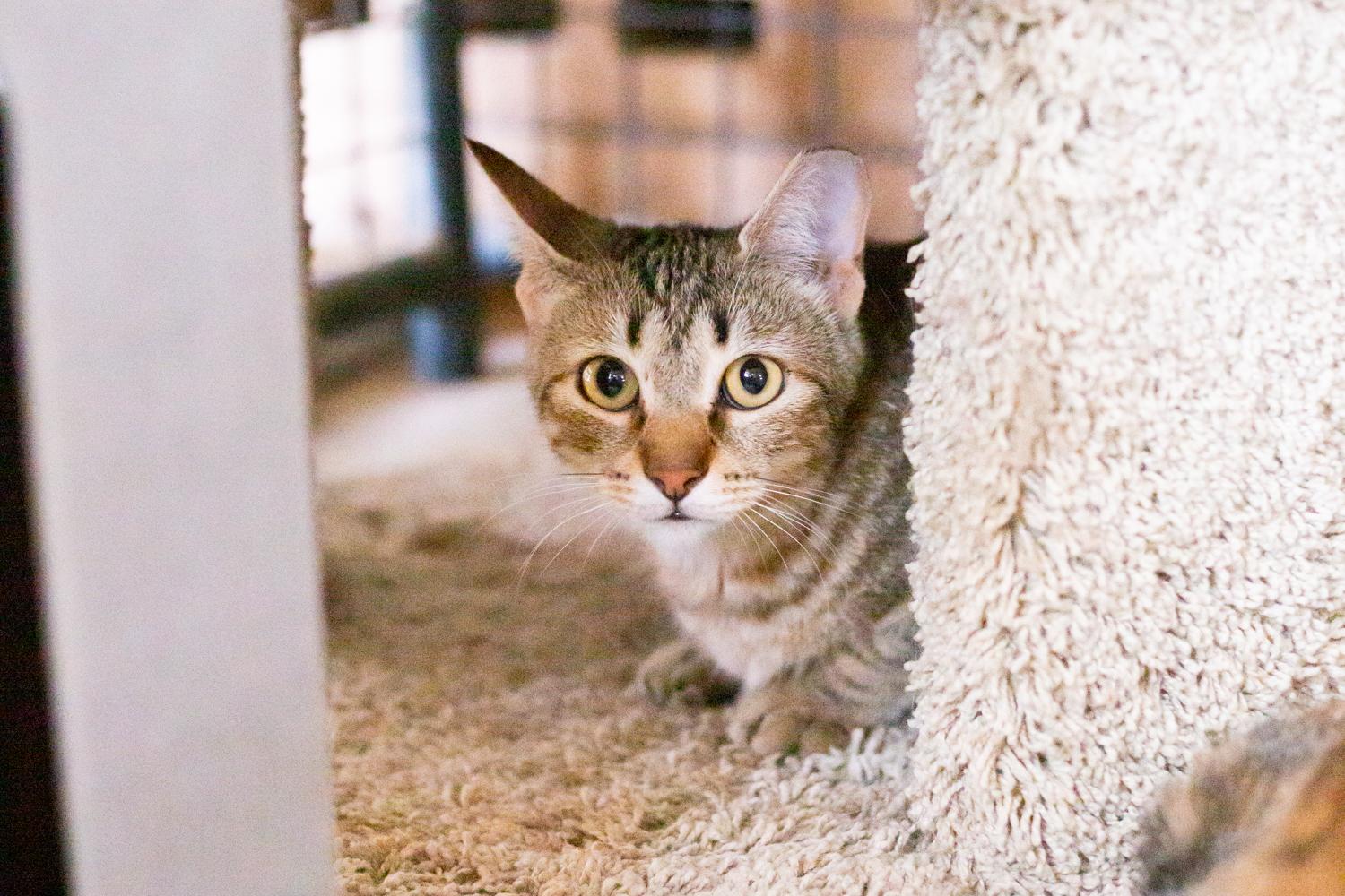 Socrates (with Friday), a Adoptable Domestic Short Hair in Marana, AZ image 1/2