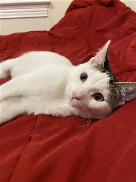 Enlarge MUGEL, a Adoptable Domestic Short Hair in Hagerstown, MD image 1/1