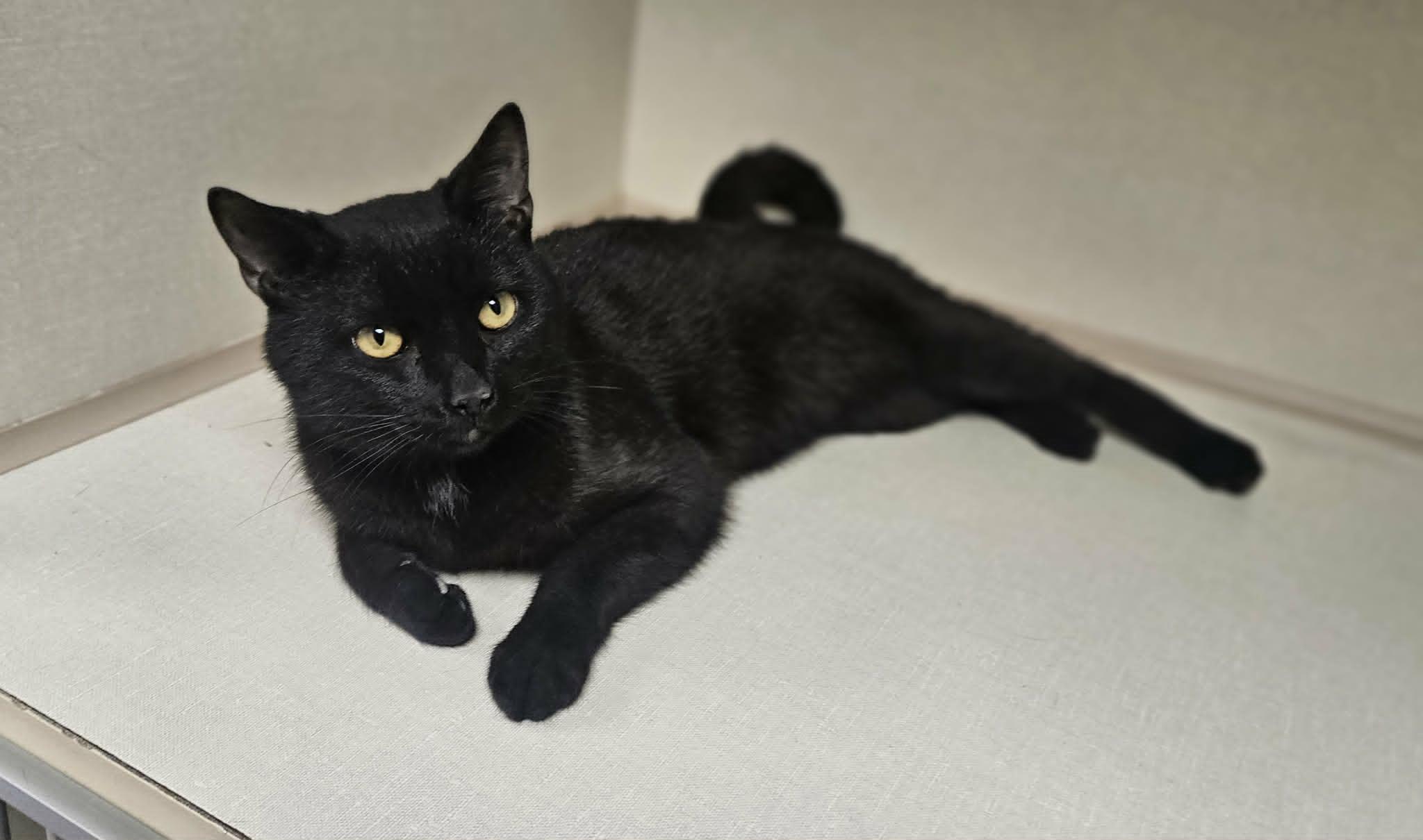 Enlarge Maxwell, a ADOPTABLE Domestic Short Hair in Wapakoneta, OH image 3/3