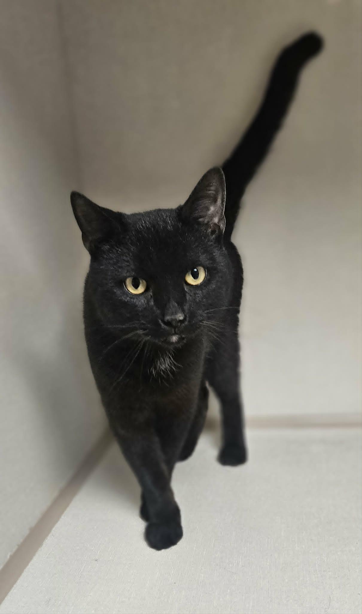 Enlarge Maxwell, a ADOPTABLE Domestic Short Hair in Wapakoneta, OH image 2/3