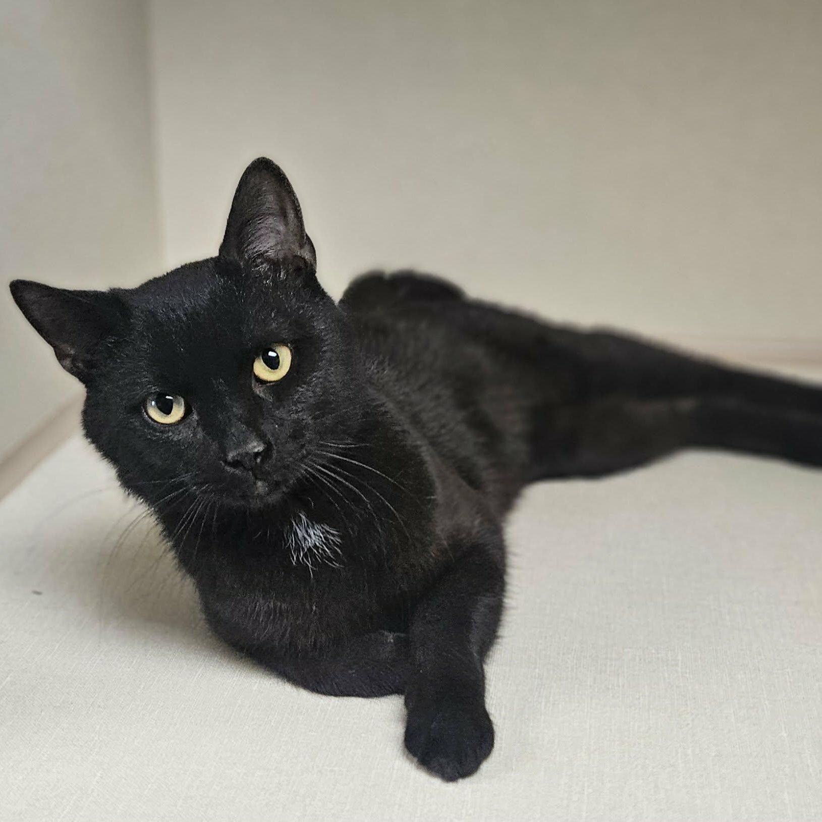 Enlarge Maxwell, a ADOPTABLE Domestic Short Hair in Wapakoneta, OH image 1/3