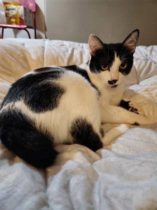 Enlarge Luna, a Adoptable mixed breed in Seattle, WA image 3/3