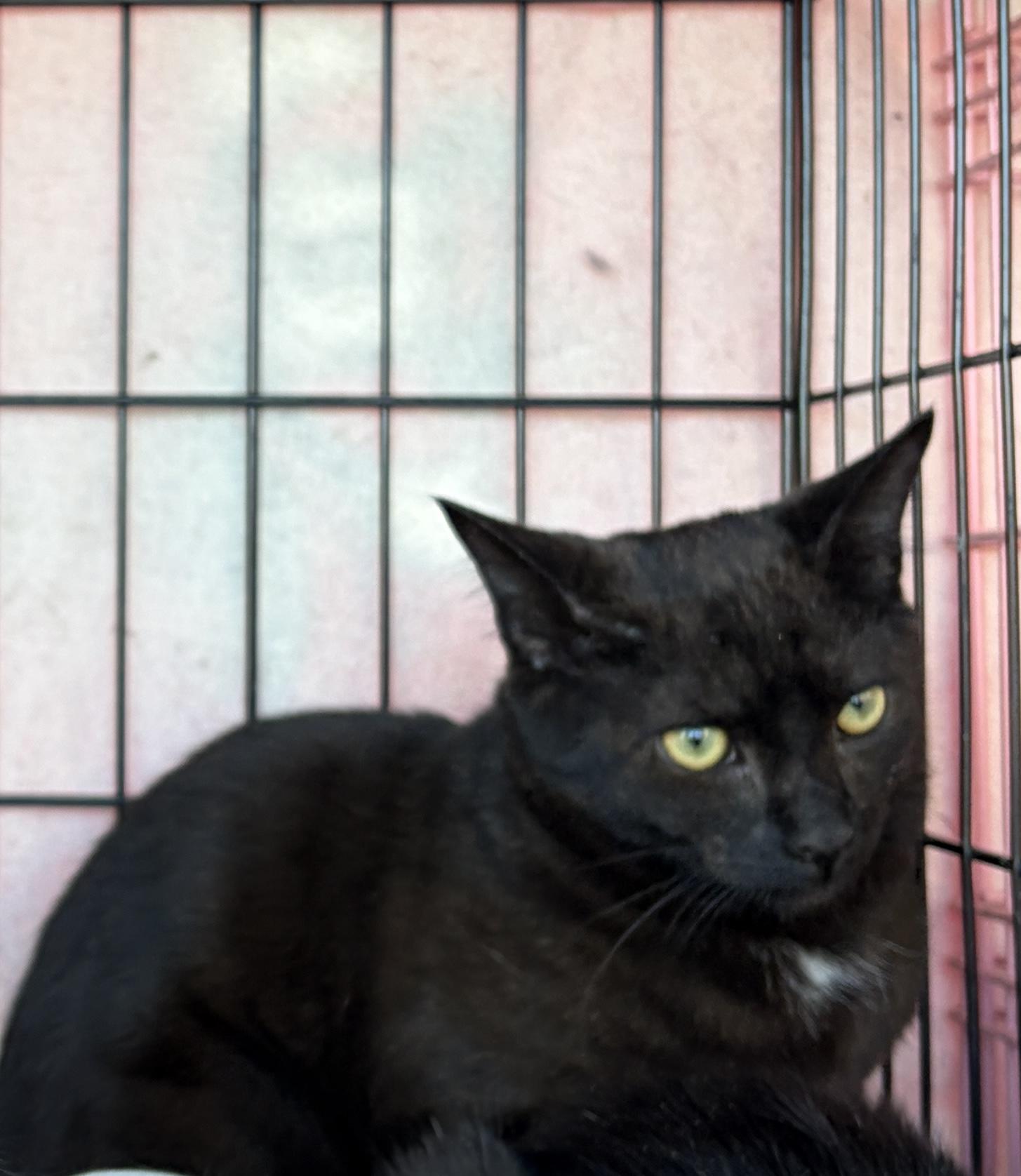 Enlarge Licorice, a ADOPTABLE Domestic Short Hair in Easley, SC image 1/1