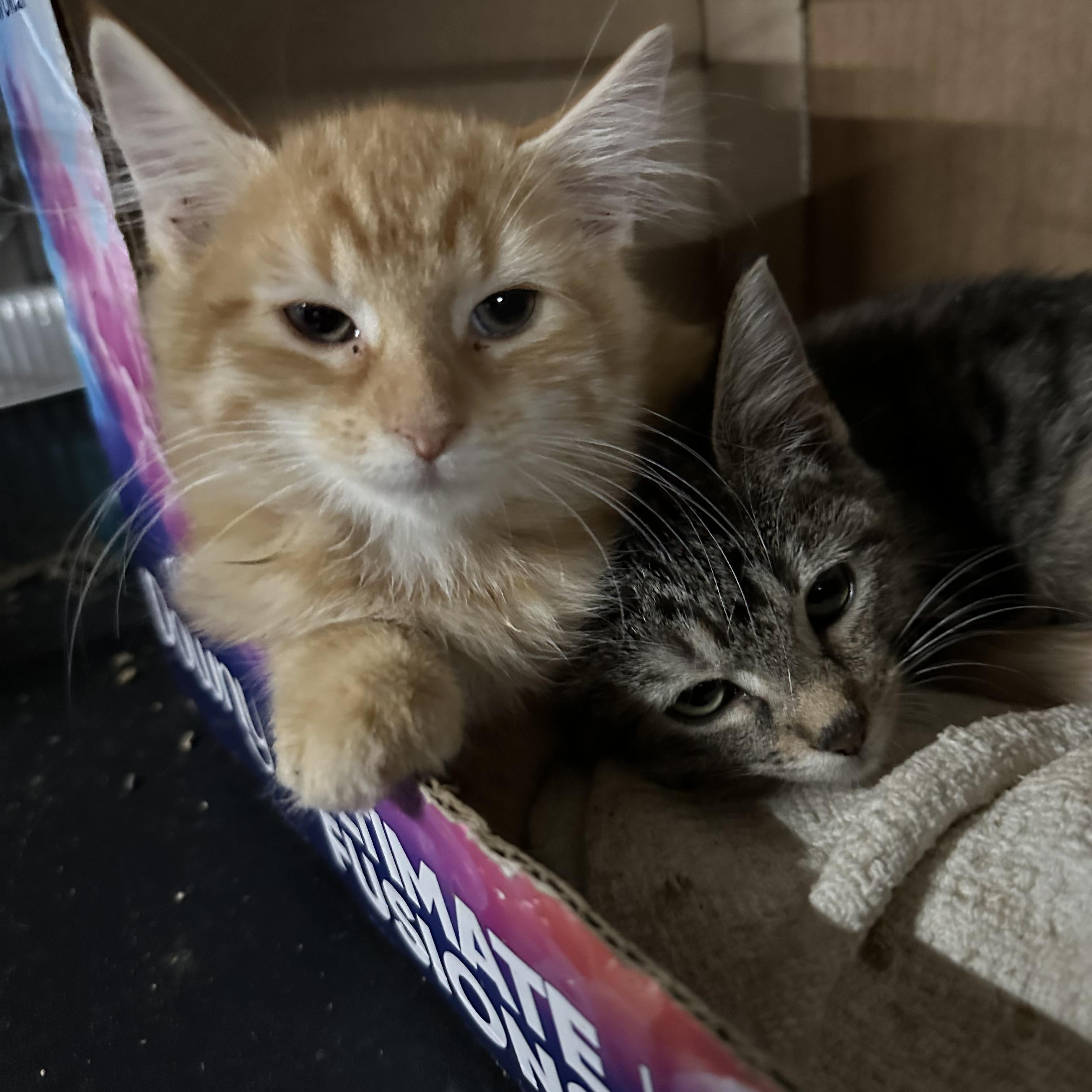 PINKY & THE BRAIN, a Adoptable mixed breed in Bangor, ME image 4/6