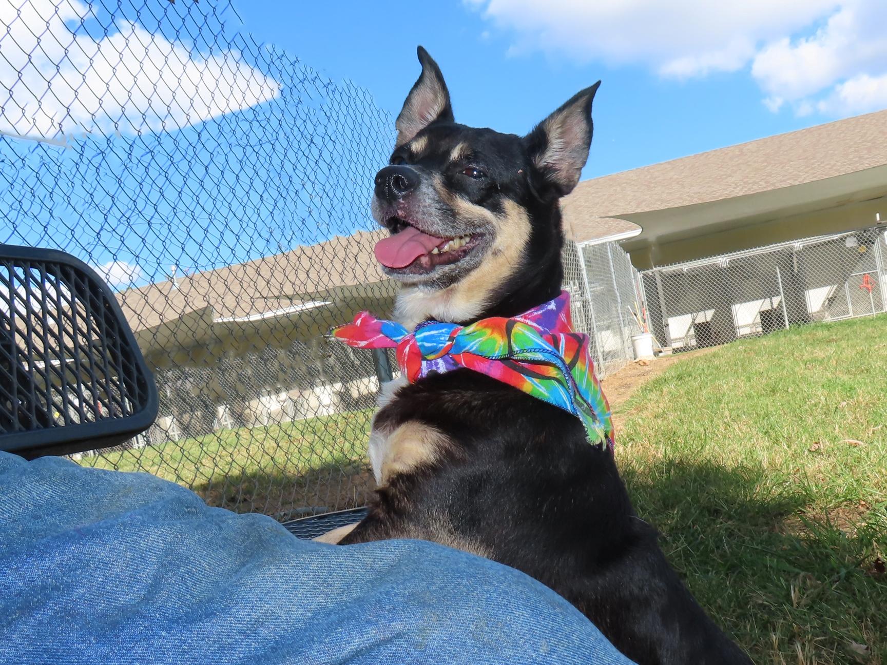 Enlarge Rocky 26-OS-5, a Adoptable mixed breed in Rogers, AR image 2/5