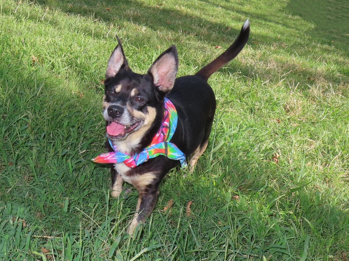 Enlarge Rocky 26-OS-5, a Adoptable mixed breed in Rogers, AR image 3/5