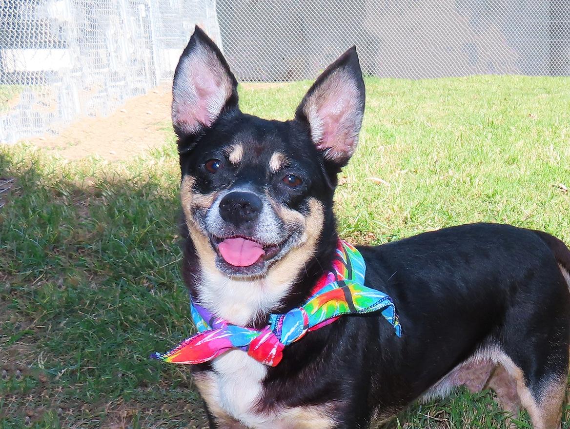 Enlarge Rocky 26-OS-5, a Adoptable mixed breed in Rogers, AR image 1/5