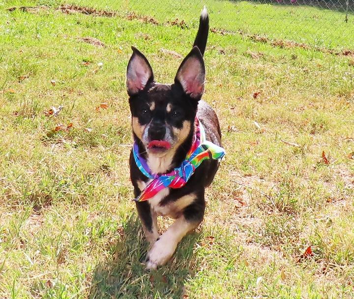 Enlarge Rocky 26-OS-5, a Adoptable mixed breed in Rogers, AR image 4/5