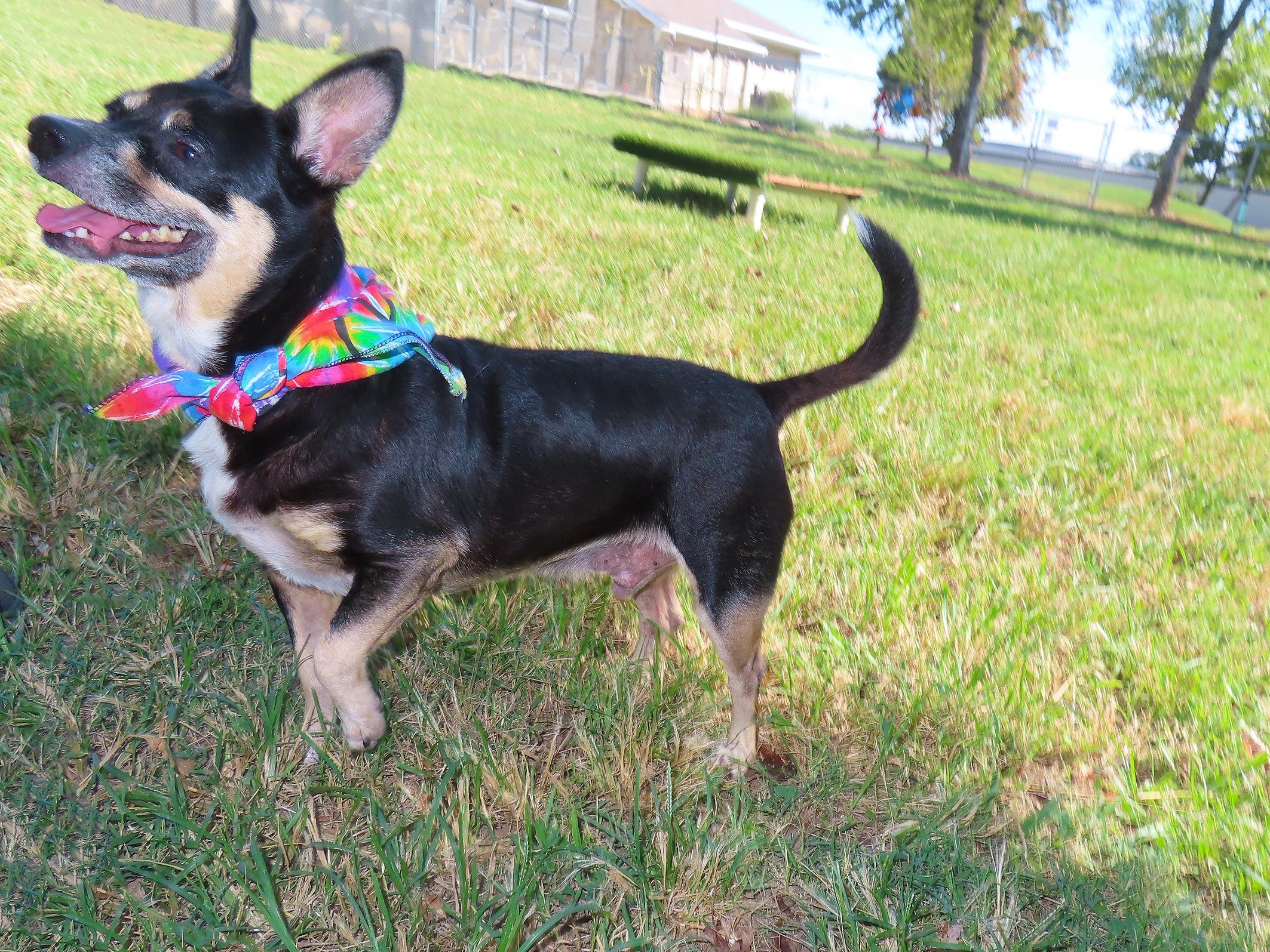 Enlarge Rocky 26-OS-5, a Adoptable mixed breed in Rogers, AR image 5/5