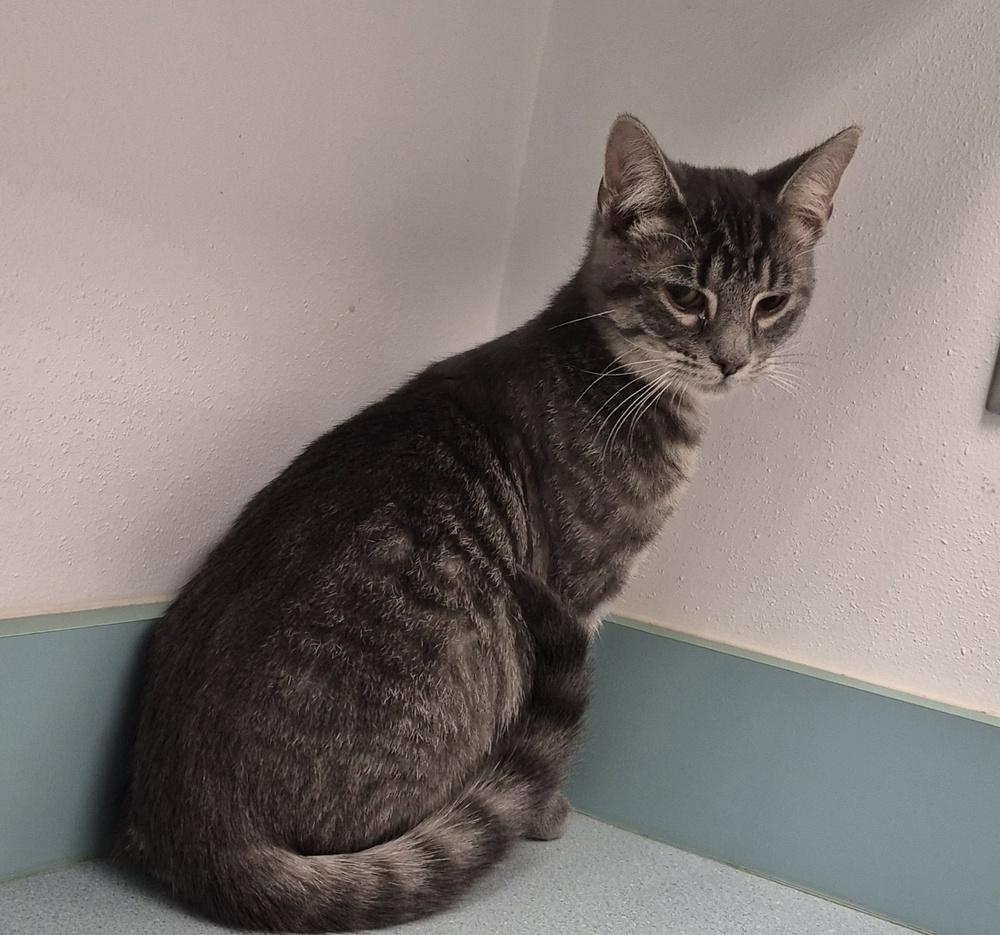 Kindle, Adoptable, Kitten Male Domestic Short Hair.