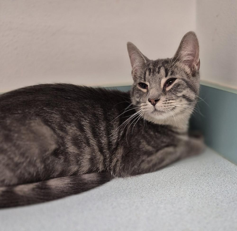 Kindle, a Adoptable mixed breed in South Bend, IN image 2/6