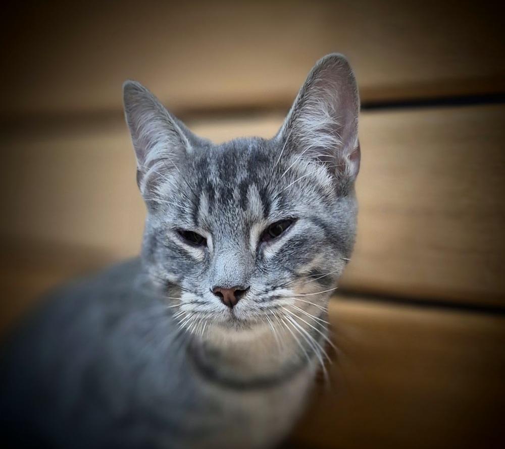 Kindle, Adoptable, Kitten Male Domestic Short Hair.