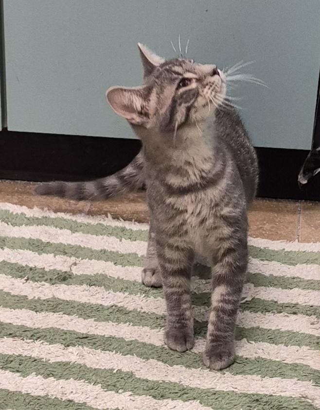 Kindle, a Adoptable mixed breed in South Bend, IN image 4/6