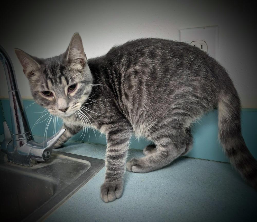 Kindle, a Adoptable mixed breed in South Bend, IN image 5/6