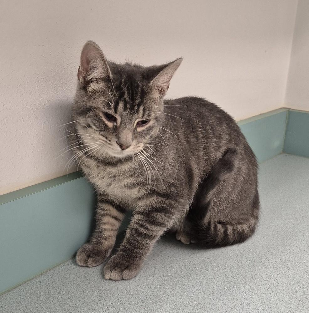 Kindle, a Adoptable mixed breed in South Bend, IN image 6/6