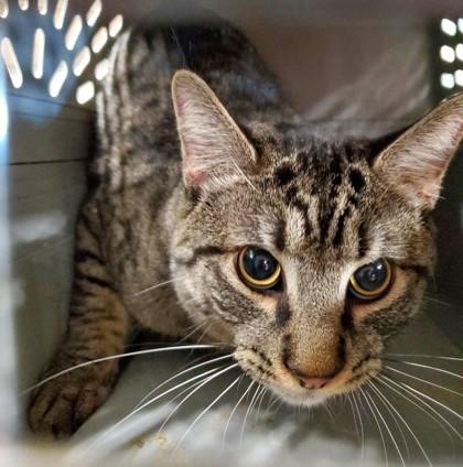 Enlarge Scotty, a Adoptable Domestic Short Hair in Butte, MT image 1/1